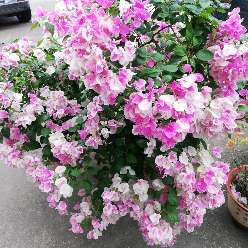 用户79311222影子