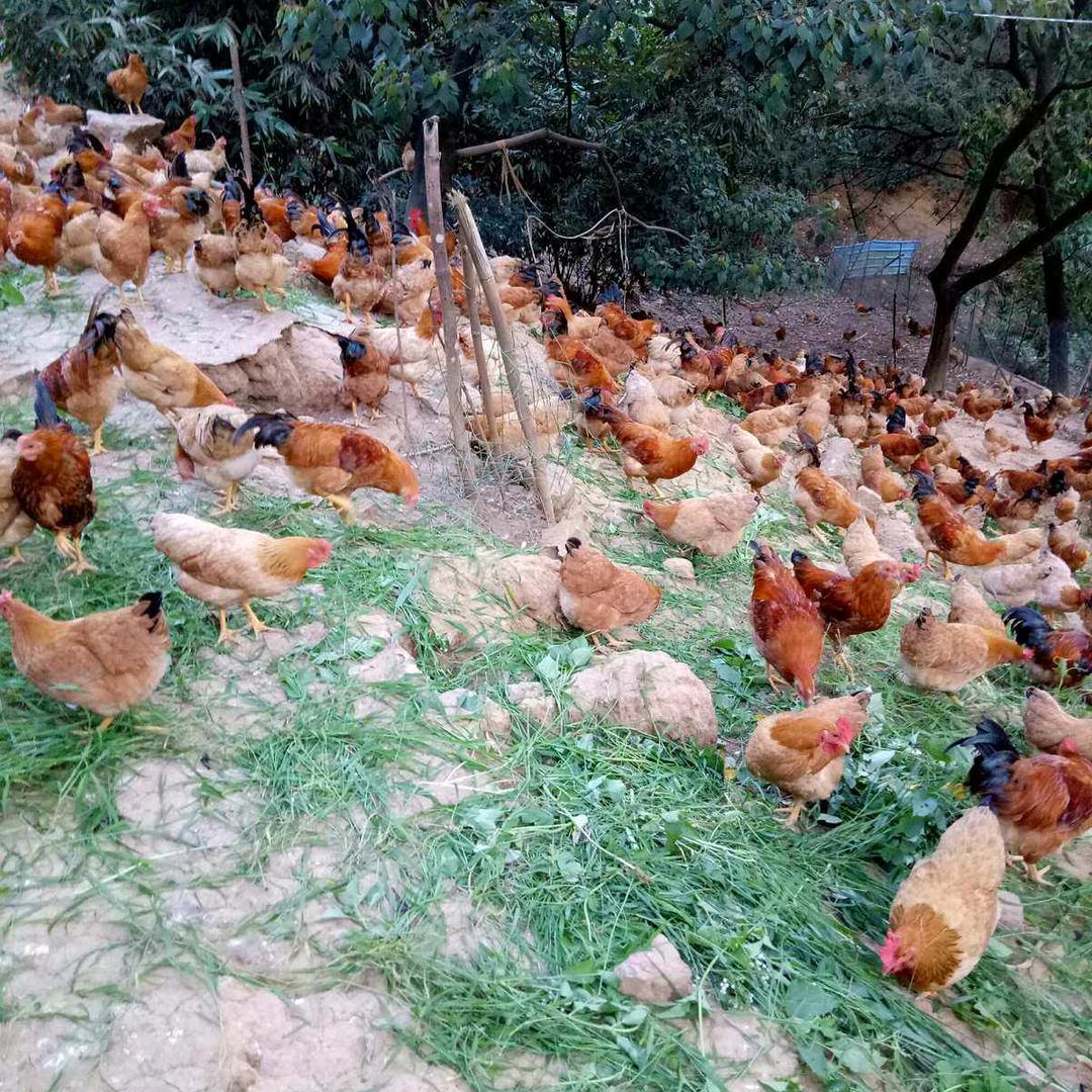 閩鮮生農業