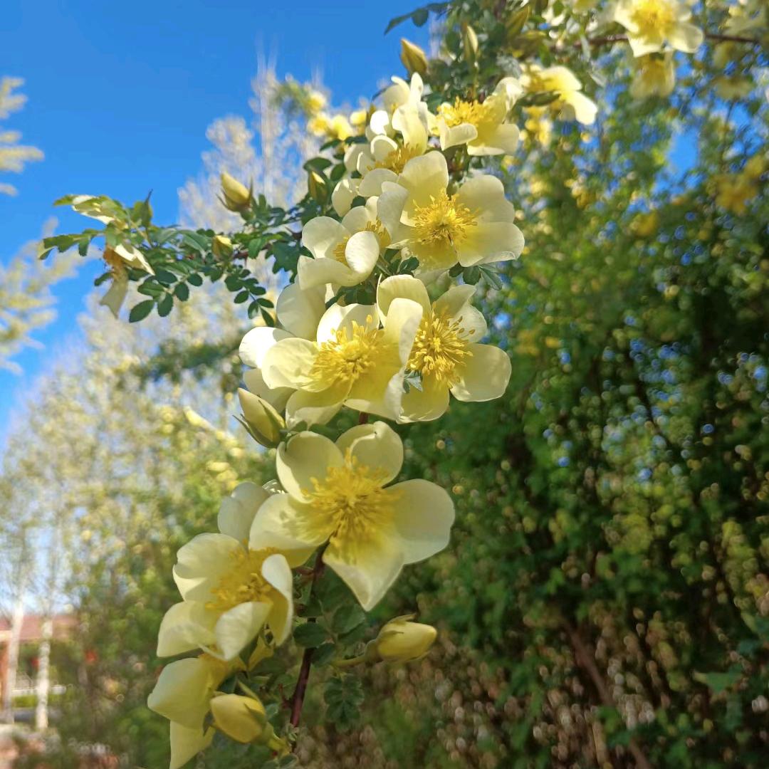 梦里落花