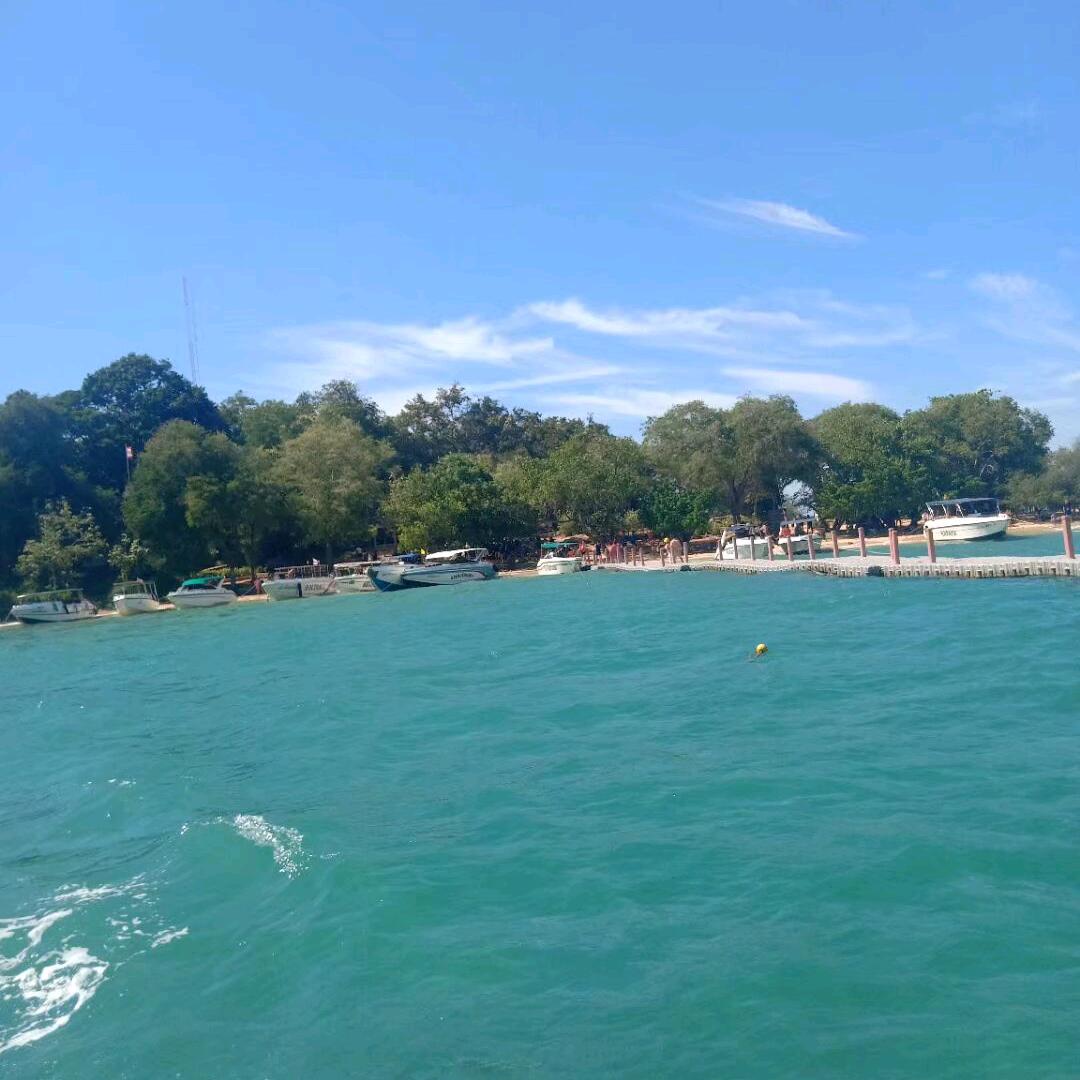 @柿柿如意᭄🌿