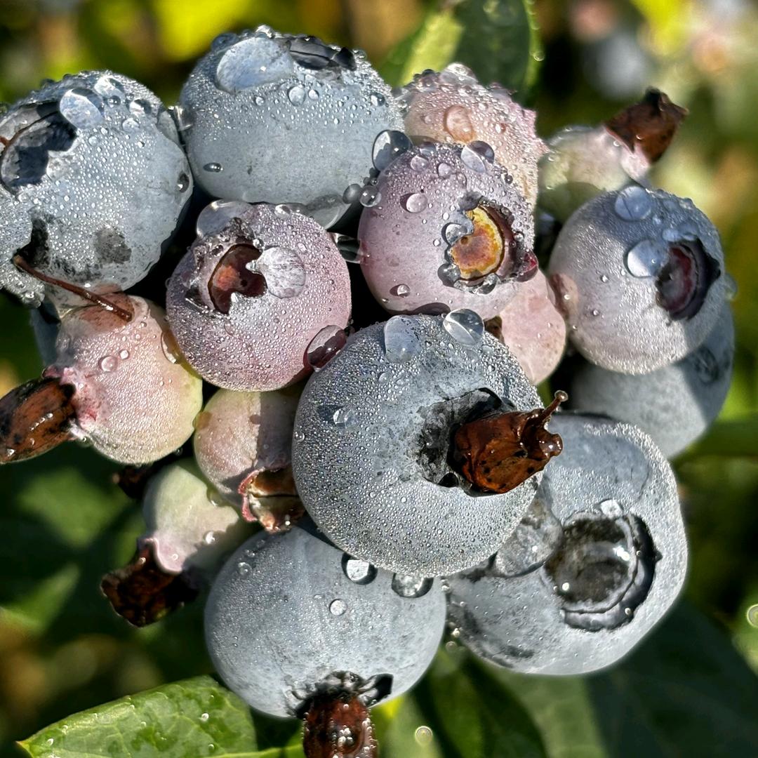 艾格尔蓝莓庄园官方号