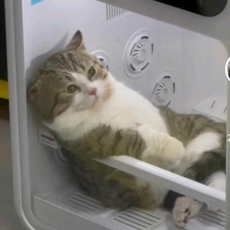 呵呵(ꄱੈˍꄱੈ)