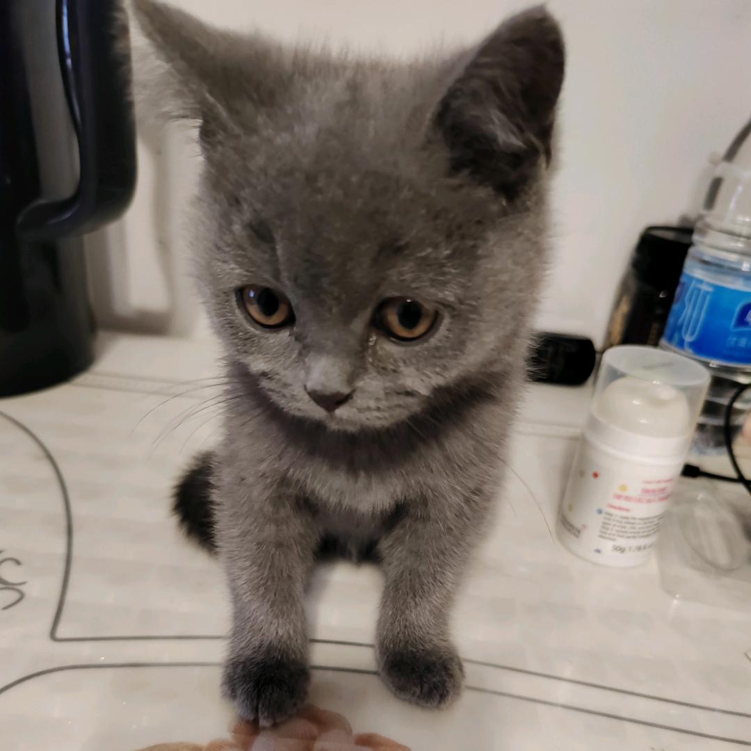 大脸狗的猫🐱