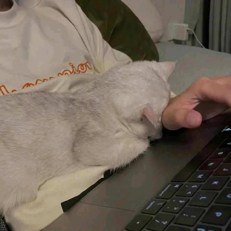 - ζั͡ޓއއއ๓