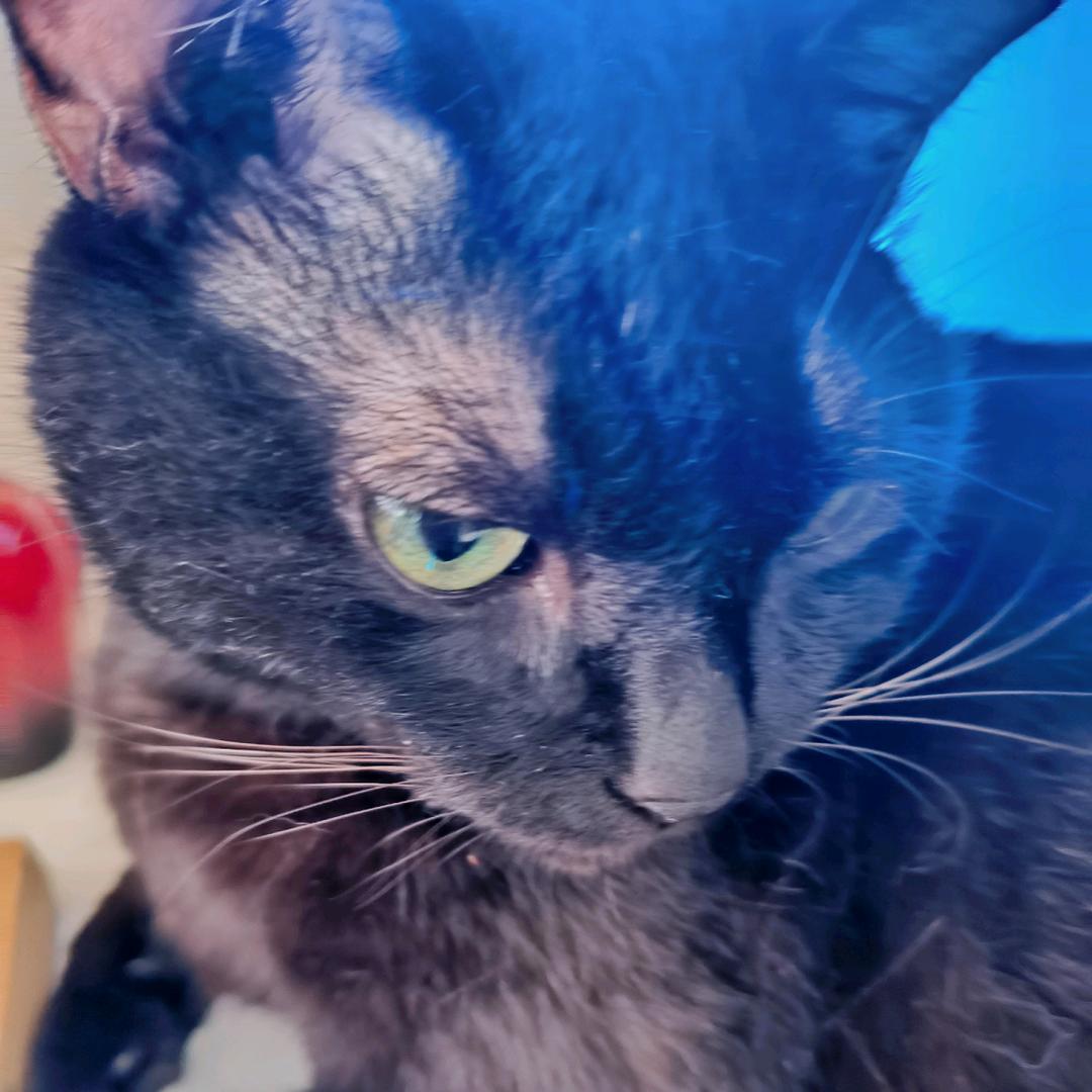 我有两只猫