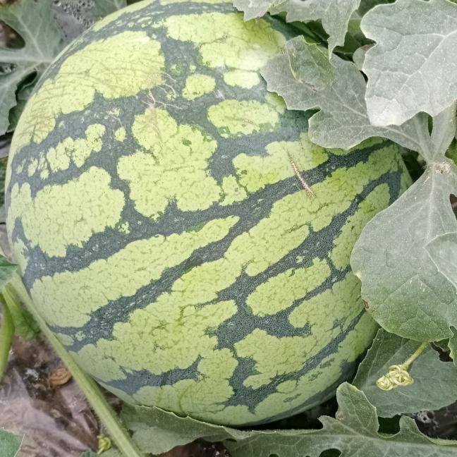 西瓜蔬菜种植户大量批发零售