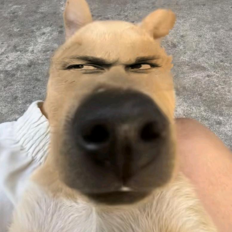 哈哈哈（工作室）