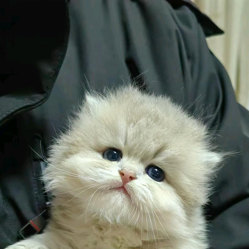 梧桐猫舍