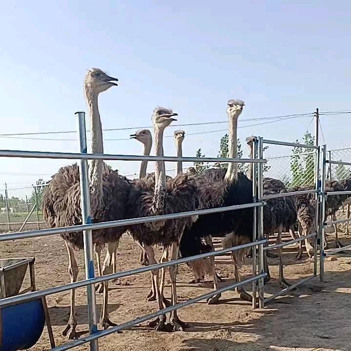 鸵鸟养殖场