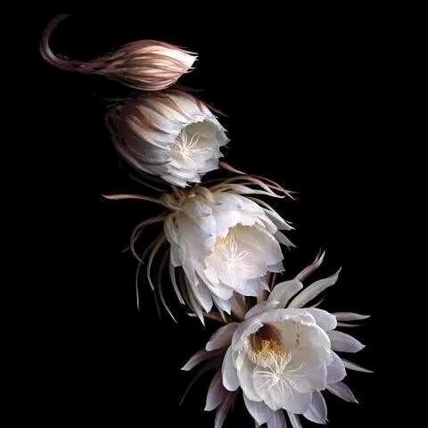 福到蛇年创意红包