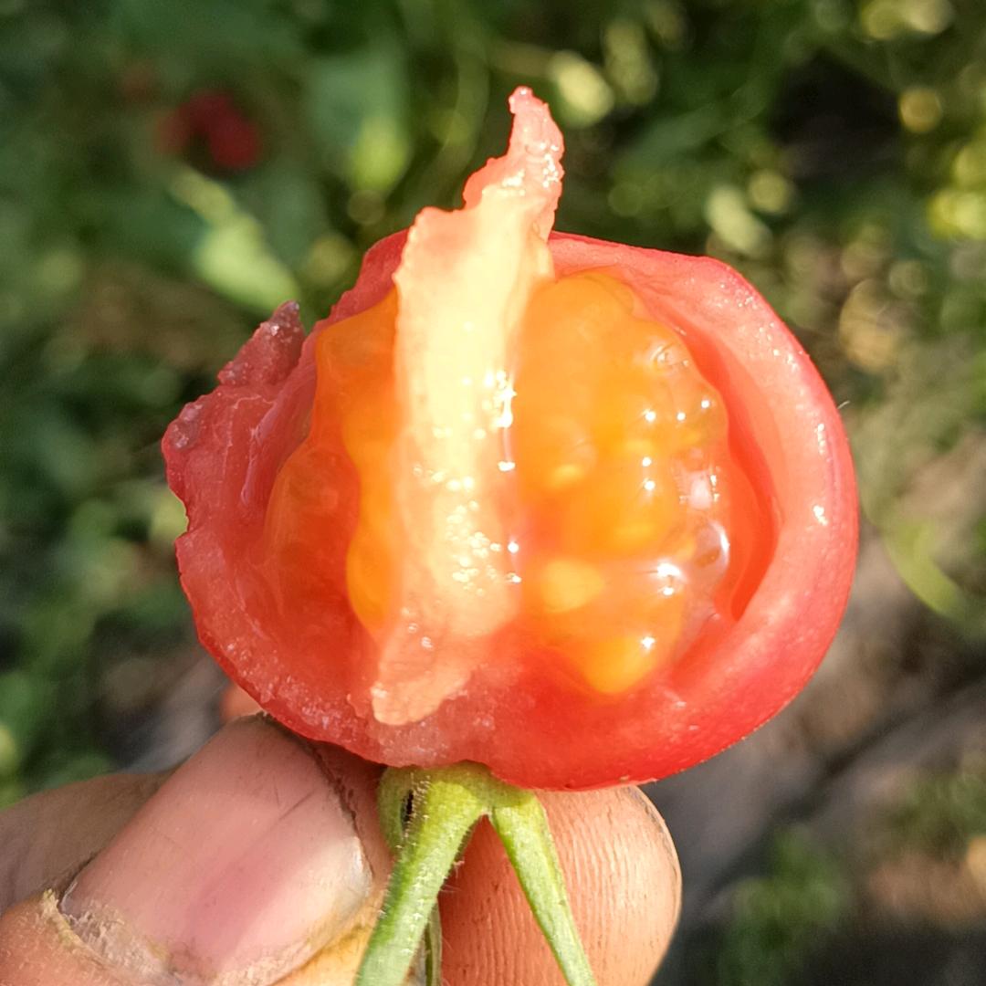 爆汁小番茄，脆皮甜柿