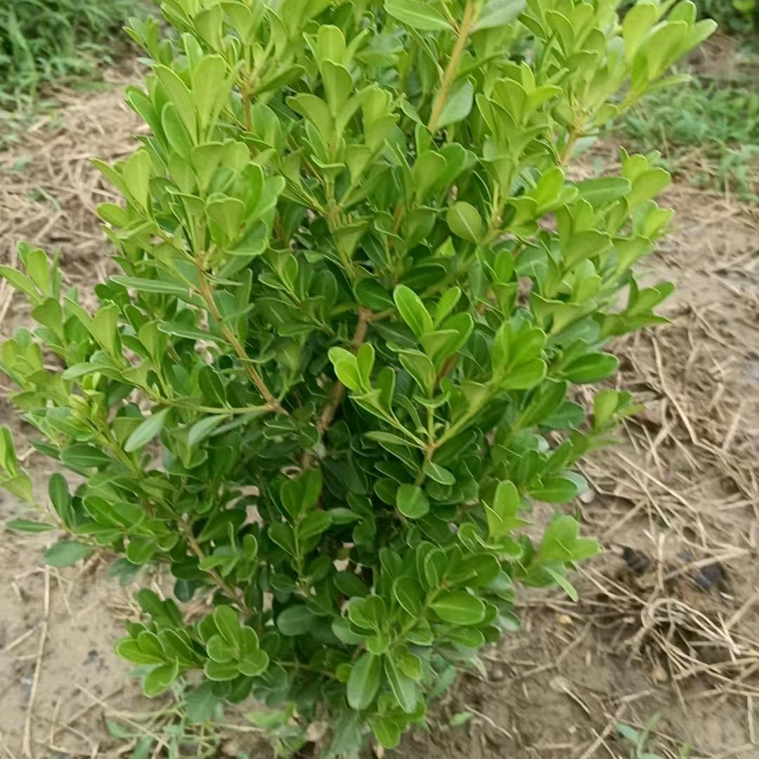 老康供应北海道桧柏红玉兰雪松