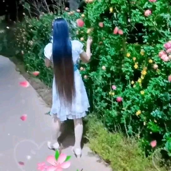 玫瑰