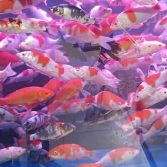相莉莉