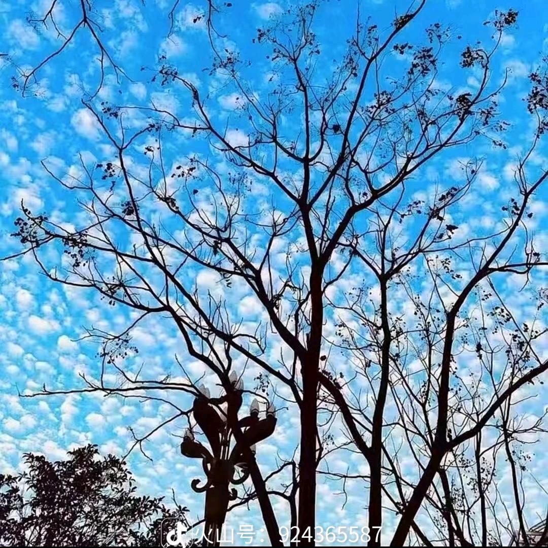 樱花草