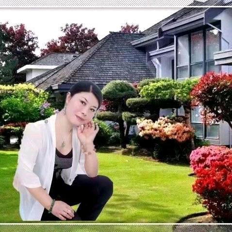 四季发财罗汉松黑松盆景园