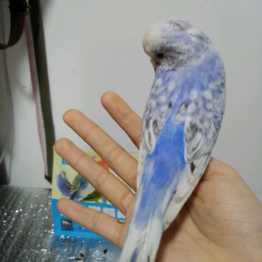 体态顾问 张琦