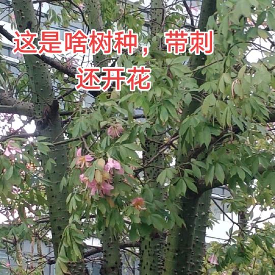青秋