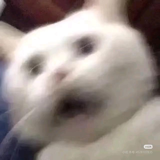 困了就睡觉吧1017