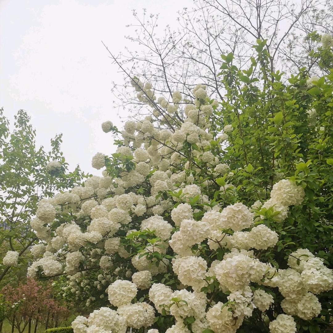 悦悦