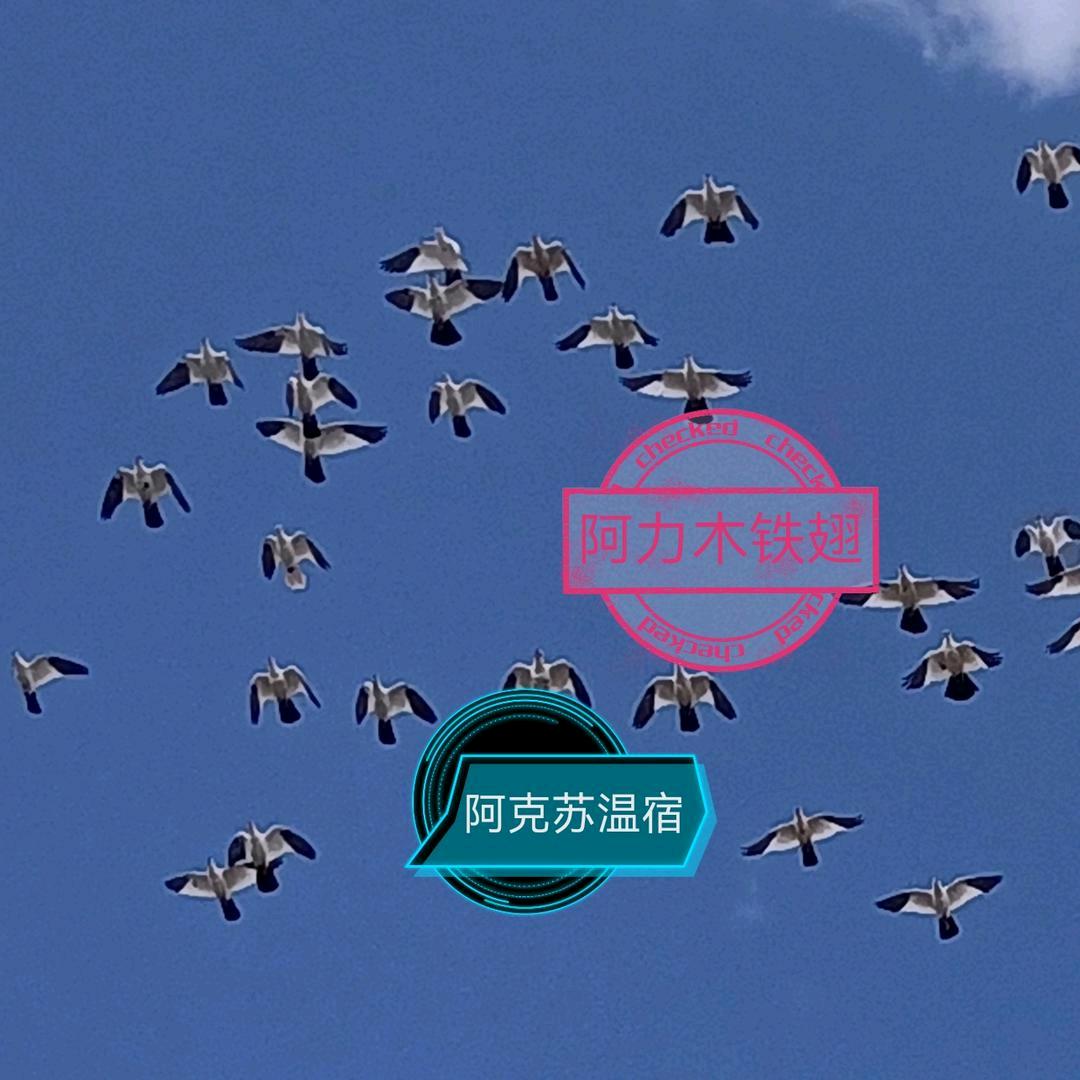 ALIM鸽王