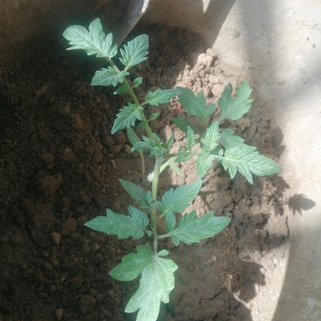 老三的快乐时光