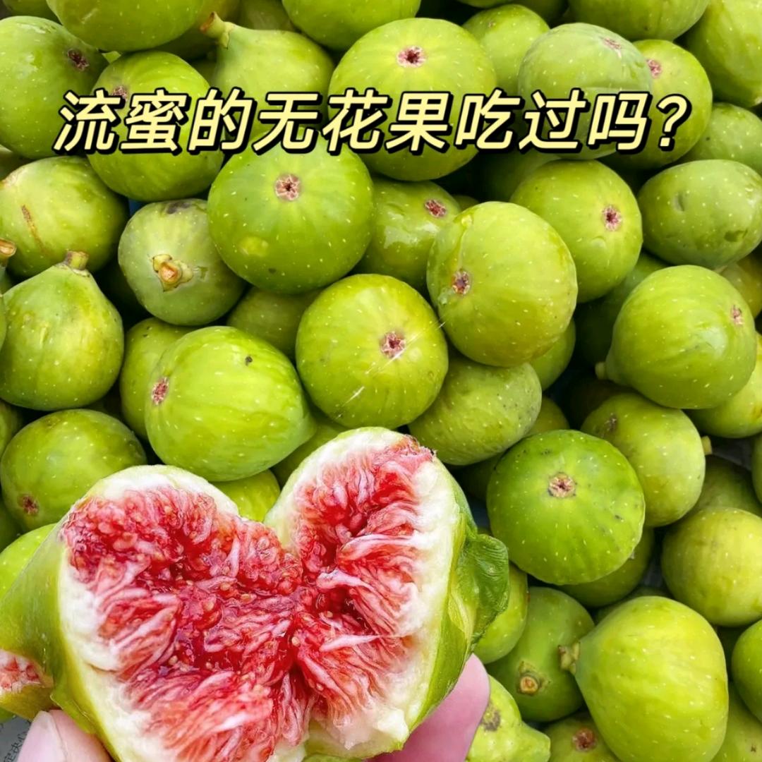 威海星辉无花果