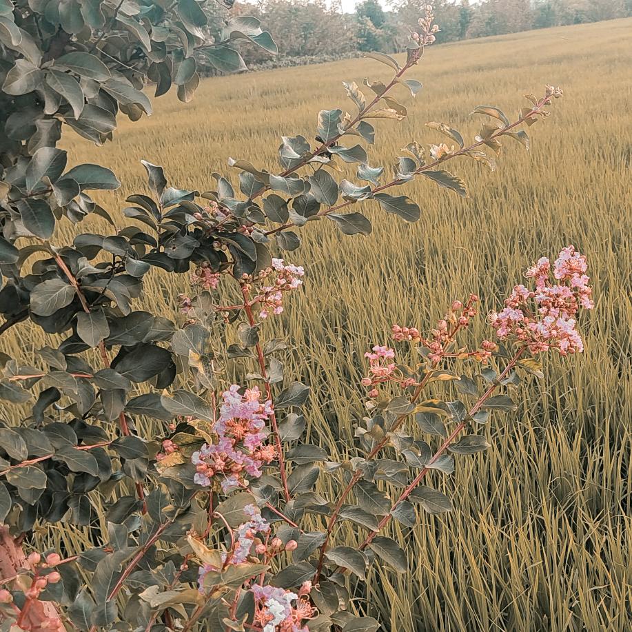 琴天