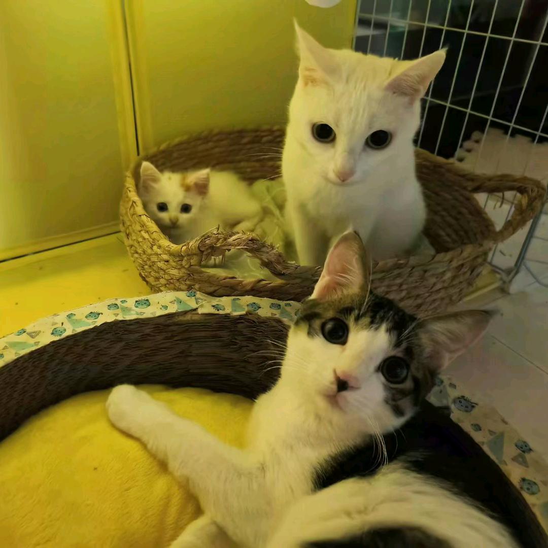 我家这些猫（看主页）