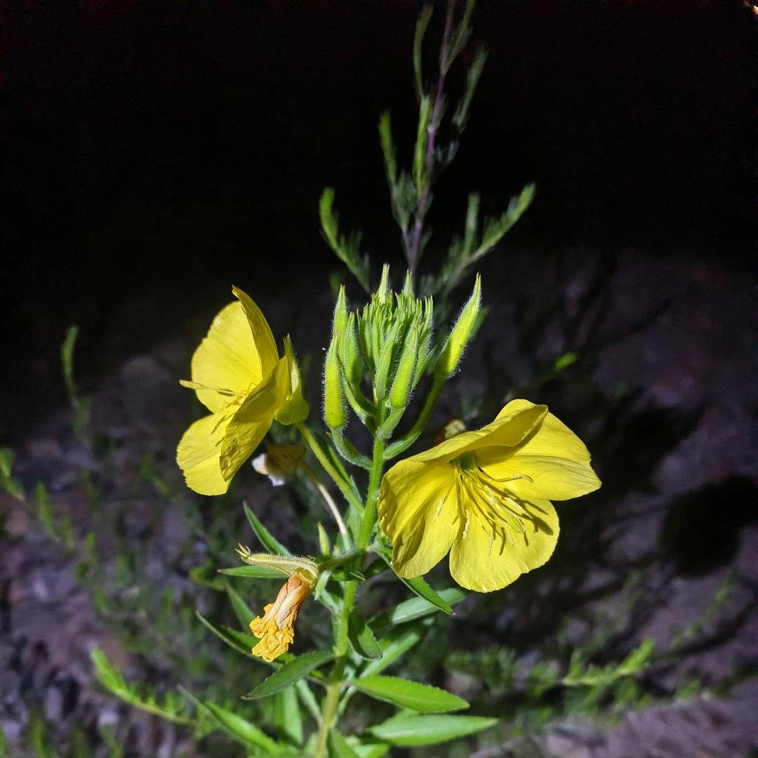 月见草ॱଳॱ