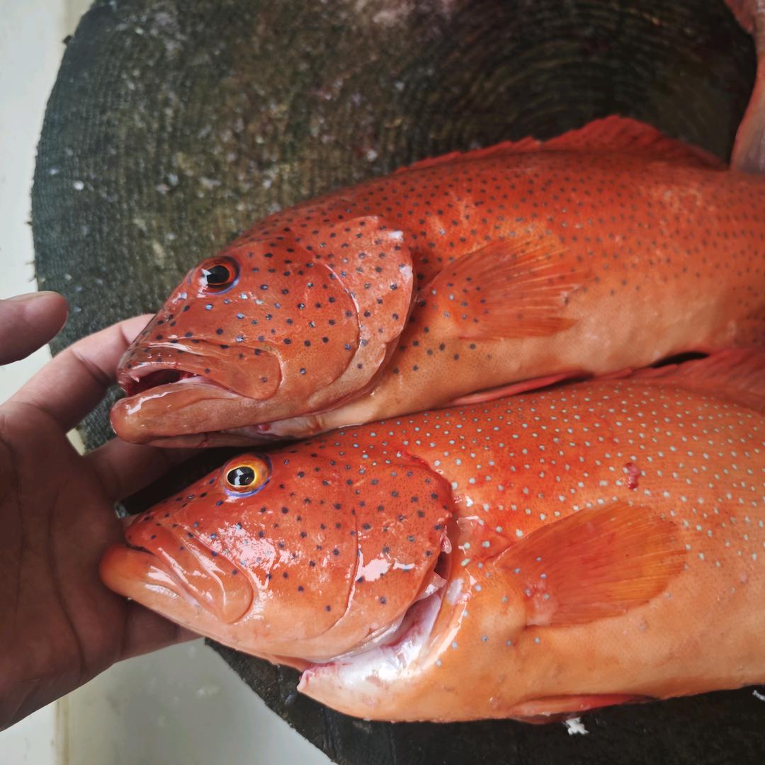 新溪坝尾浅海鱼