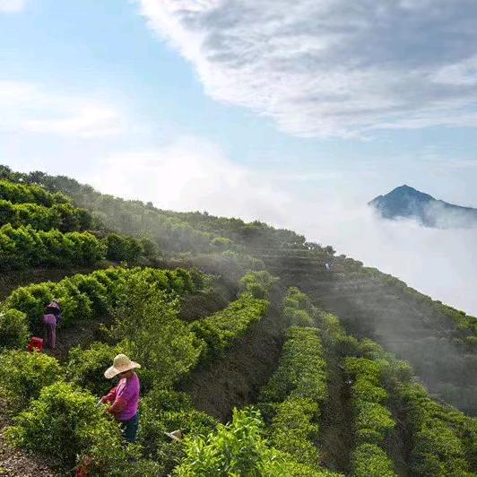 悦心单丛茶叶贸易