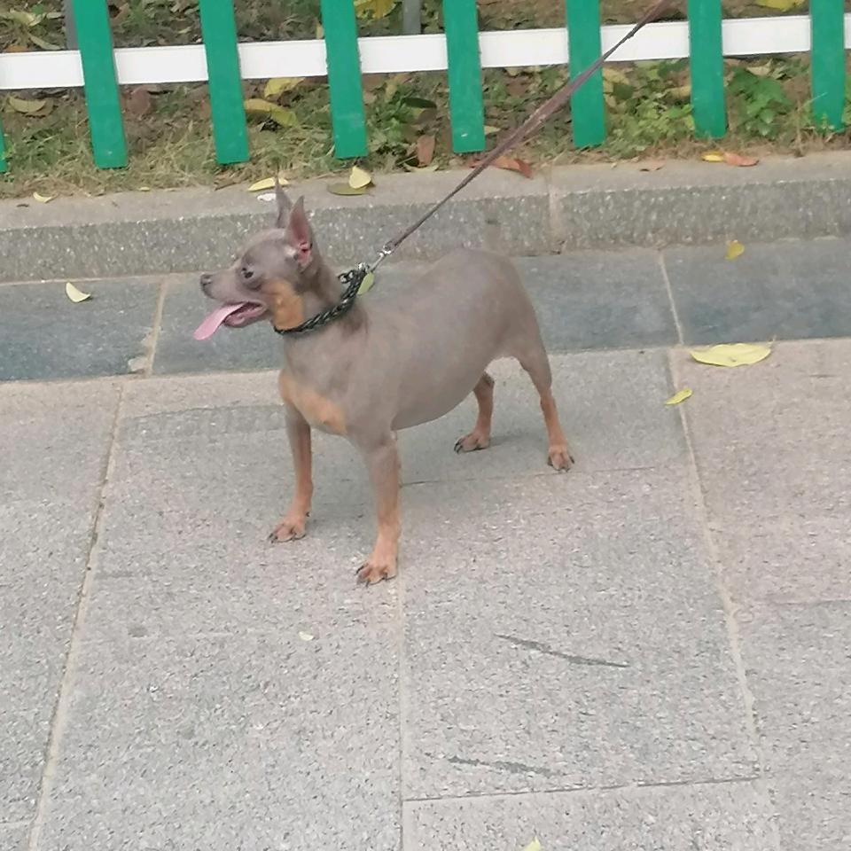 河南永城异色小鹿犬基地