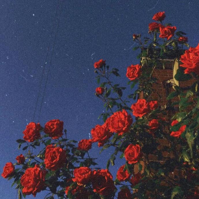 玫瑰朝夕~