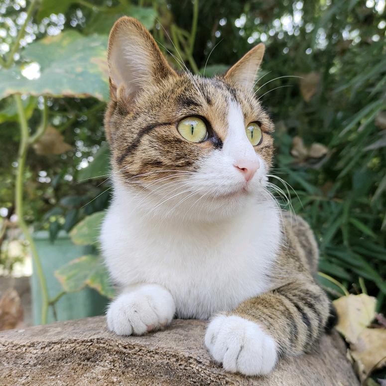 猫猫戳泡泡