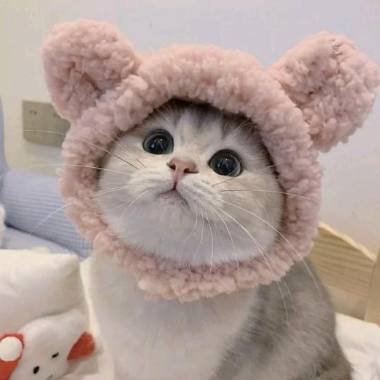 长沙可可的猫