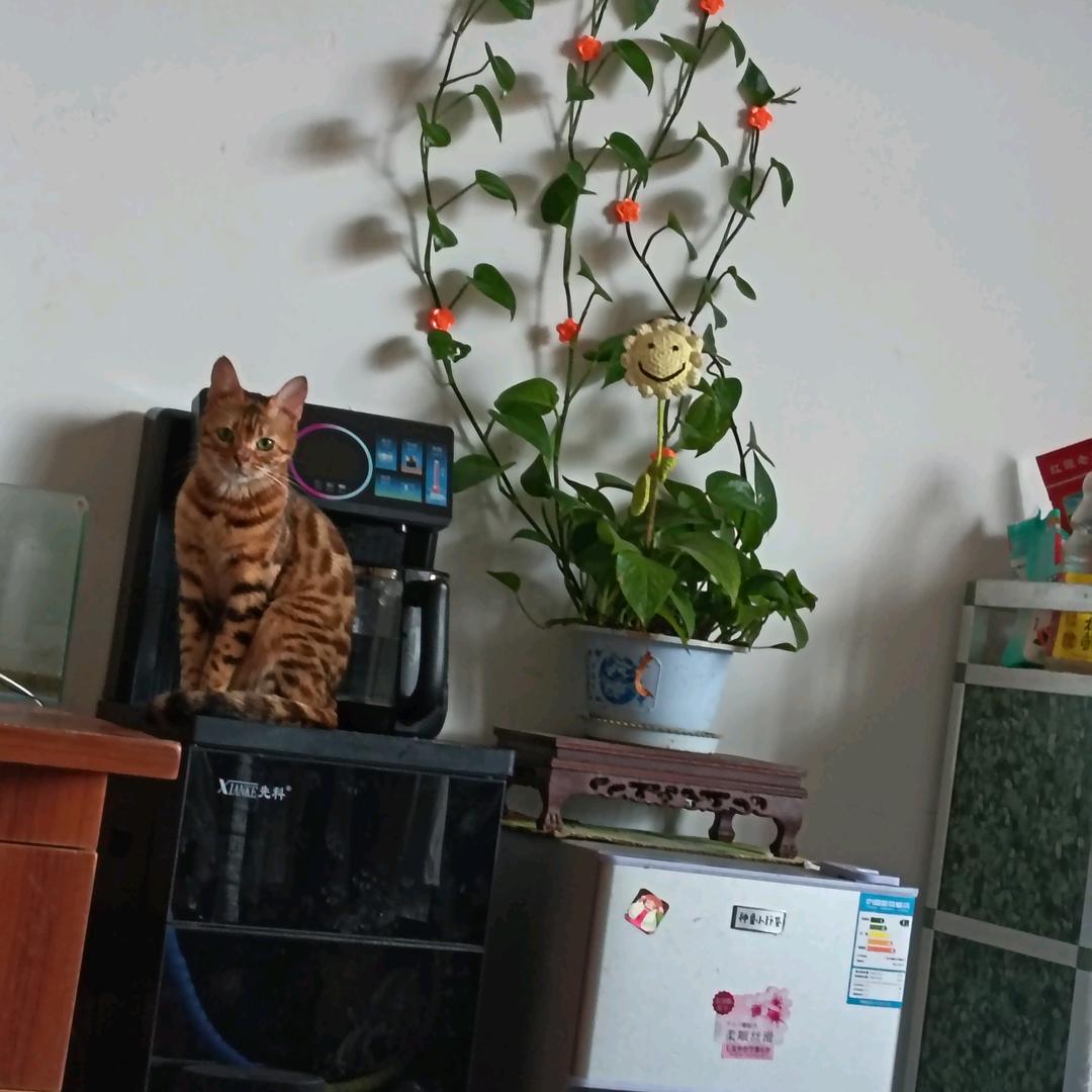 正宗八角老品种婆娘👈