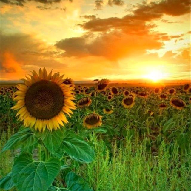 🌈🌻🌻🉑