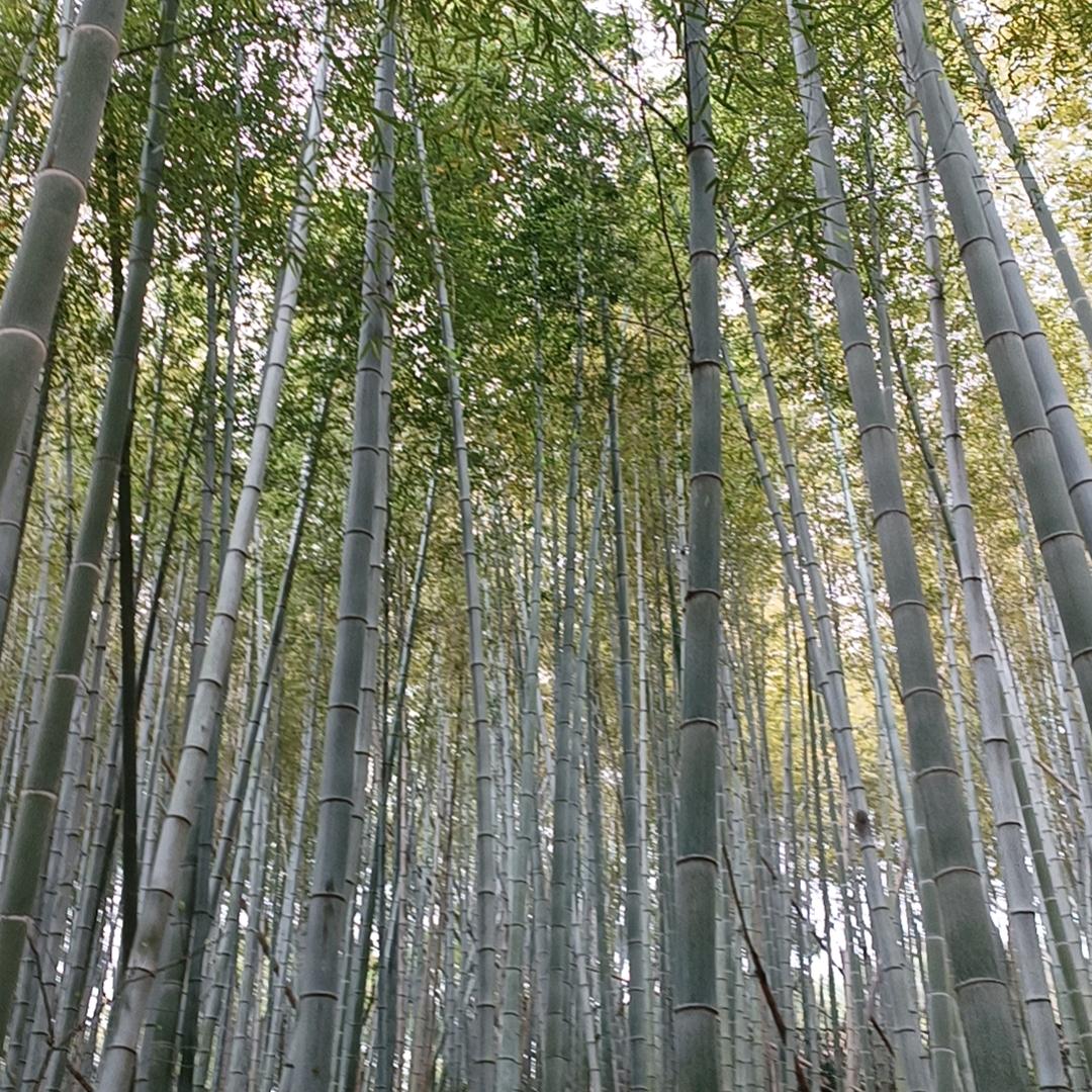 来财！来财！我很好！