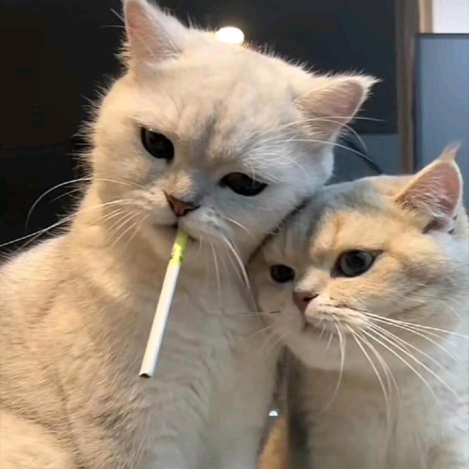 楠玖