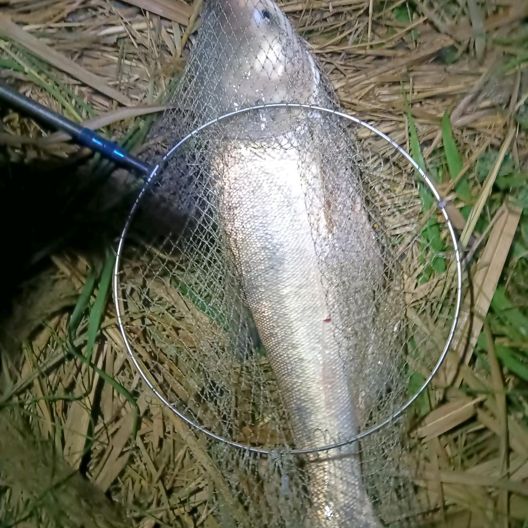 野狼特功队