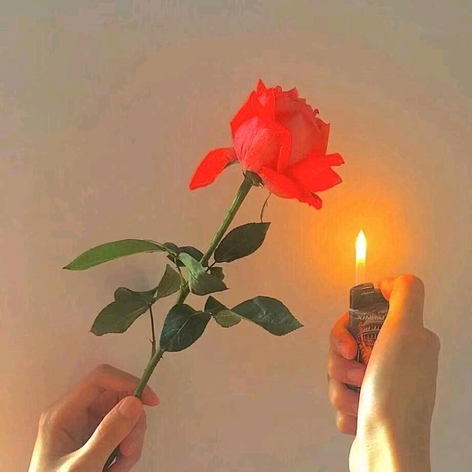 💞᭄山菊花٭࿐