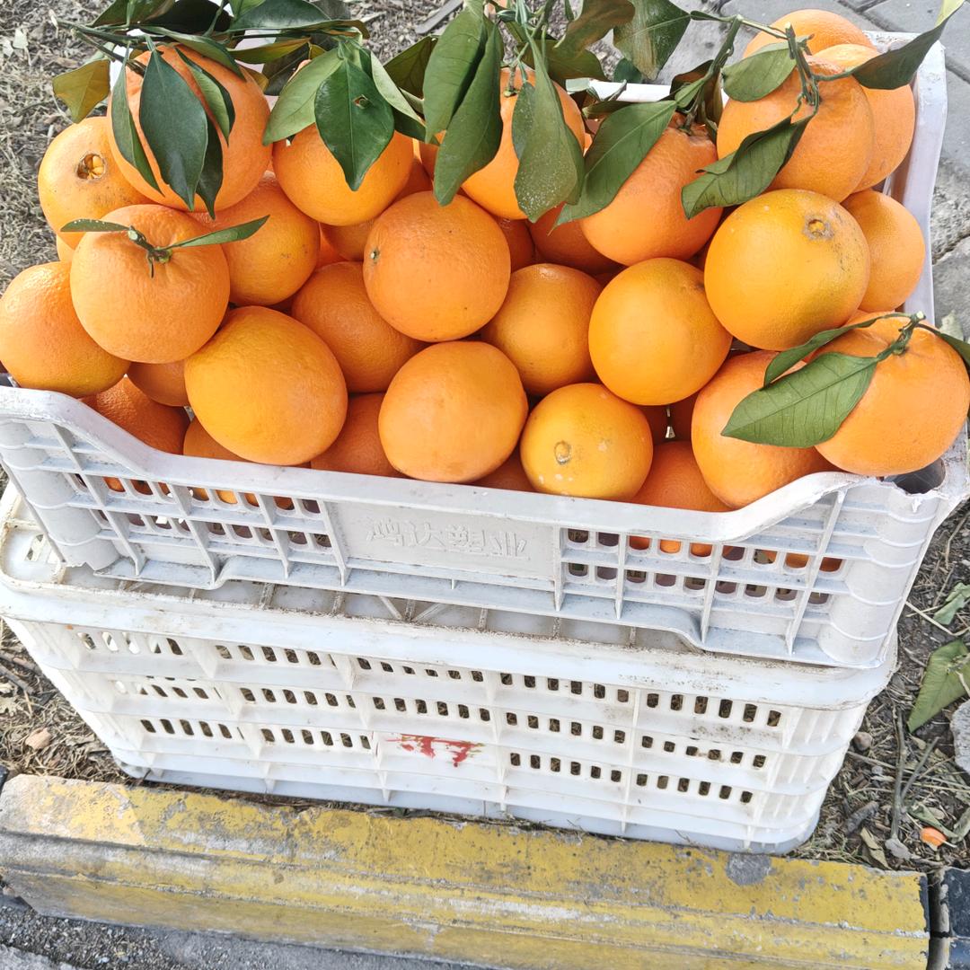 晓玲:赣南脐橙一件代发