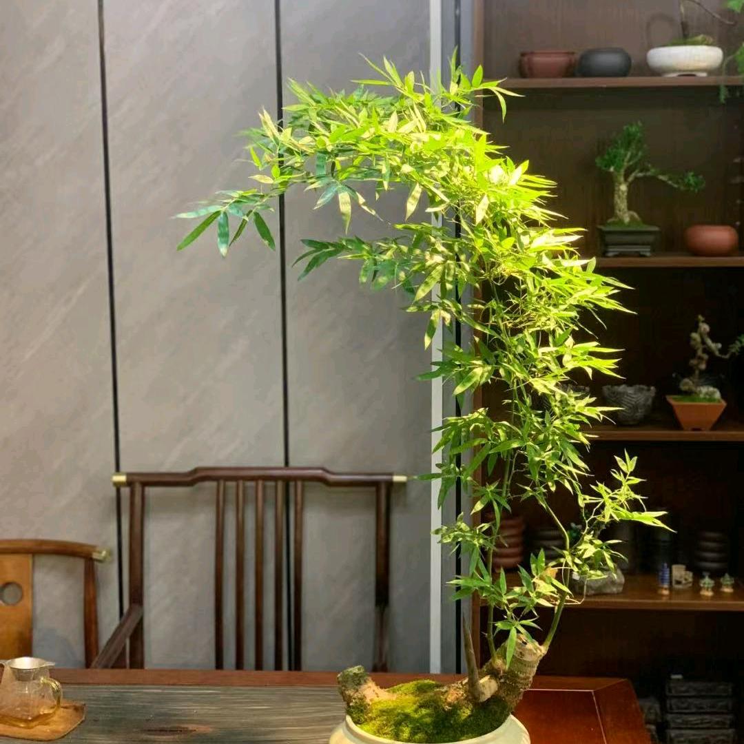 青苗小叶簕竹绿植