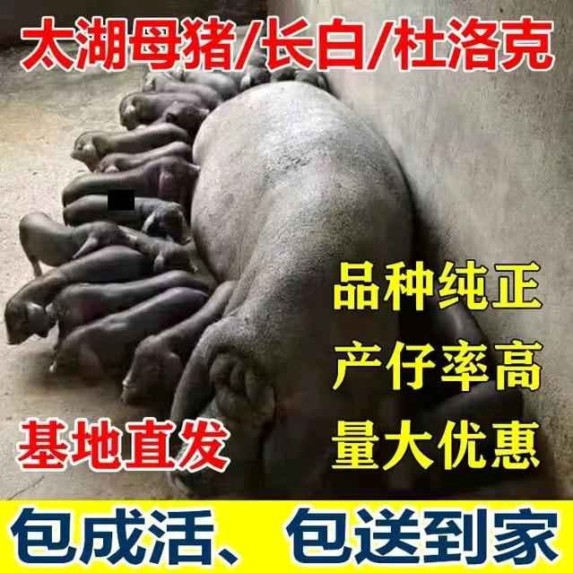 万顺种猪繁育场