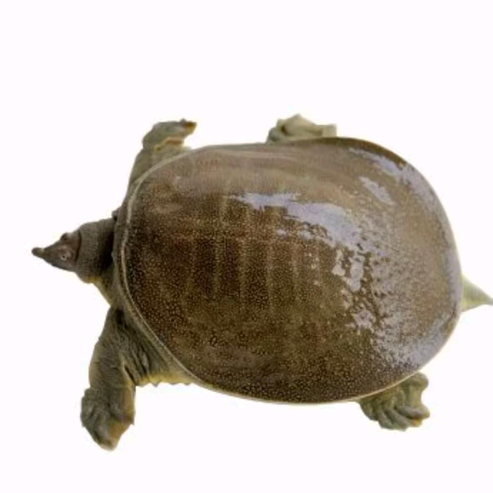 甲鱼养殖专家-小陈