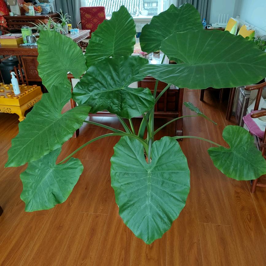 渐行渐远的鸭子