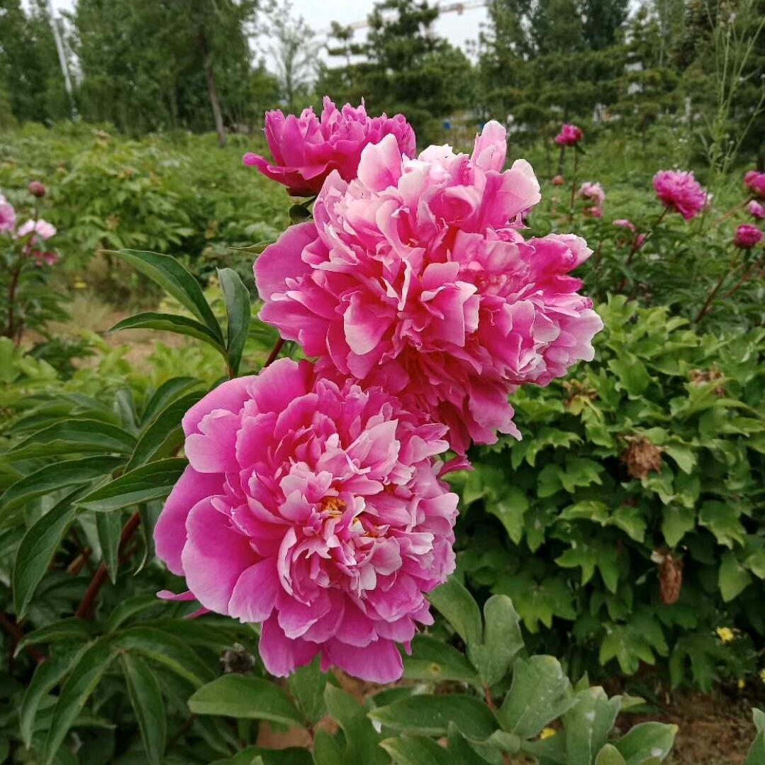 万事如意（福）