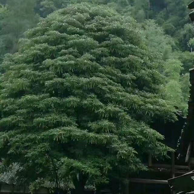 ，不忘初心。勇于担当
