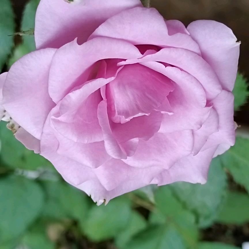向日葵🌻
